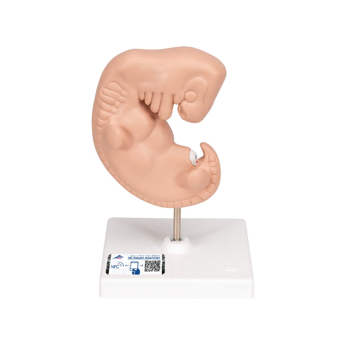 مدل تشریحی جنین انسان 25 برابر اندازه واقعی - 3B Scientific همراه با اپلیکیشن رایگان آناتومی 3B Smart Anatomy