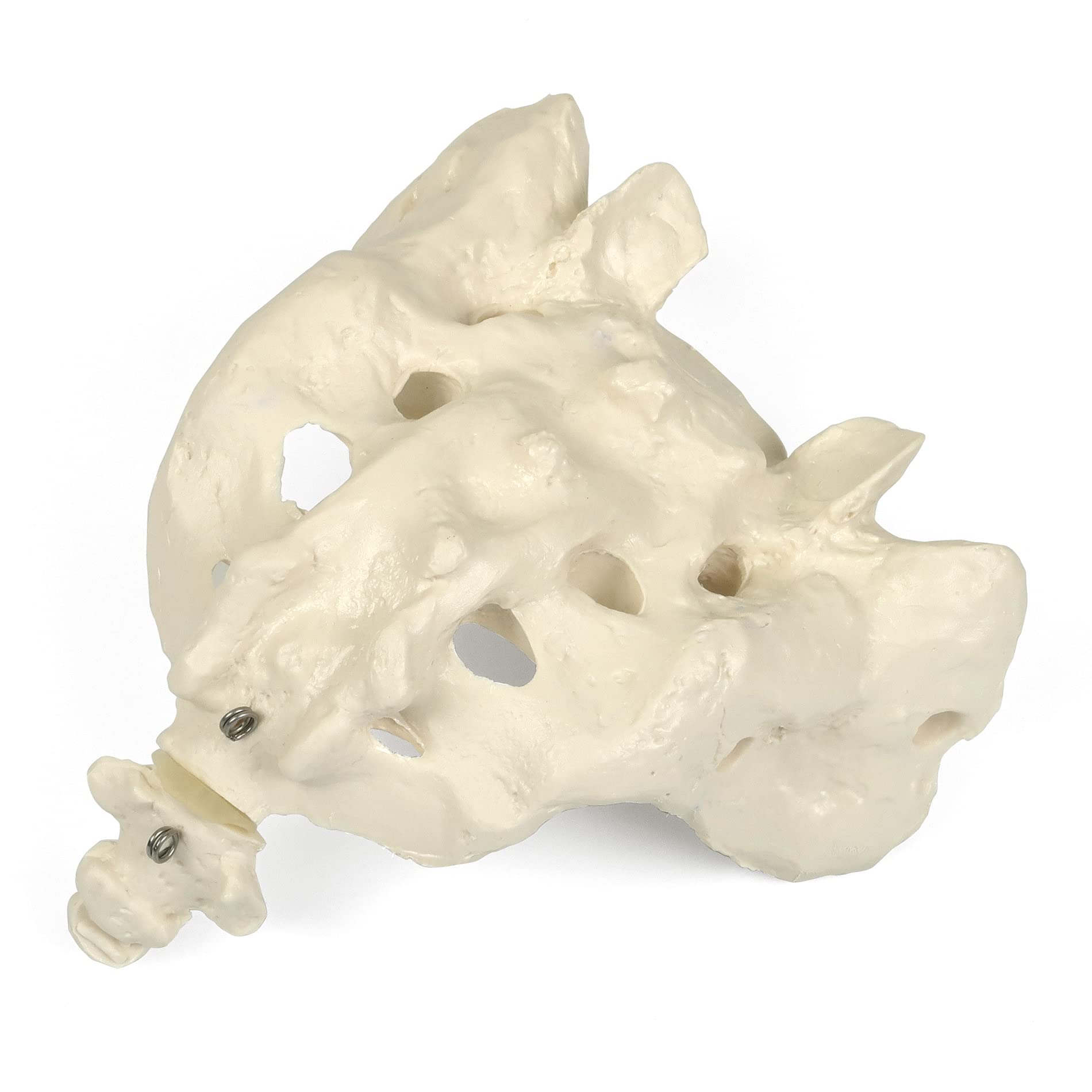 3B Scientific Human Anatomy - Sacrum with Coccyx + برنامه رایگان آناتومی - 3B Smart Anatomy