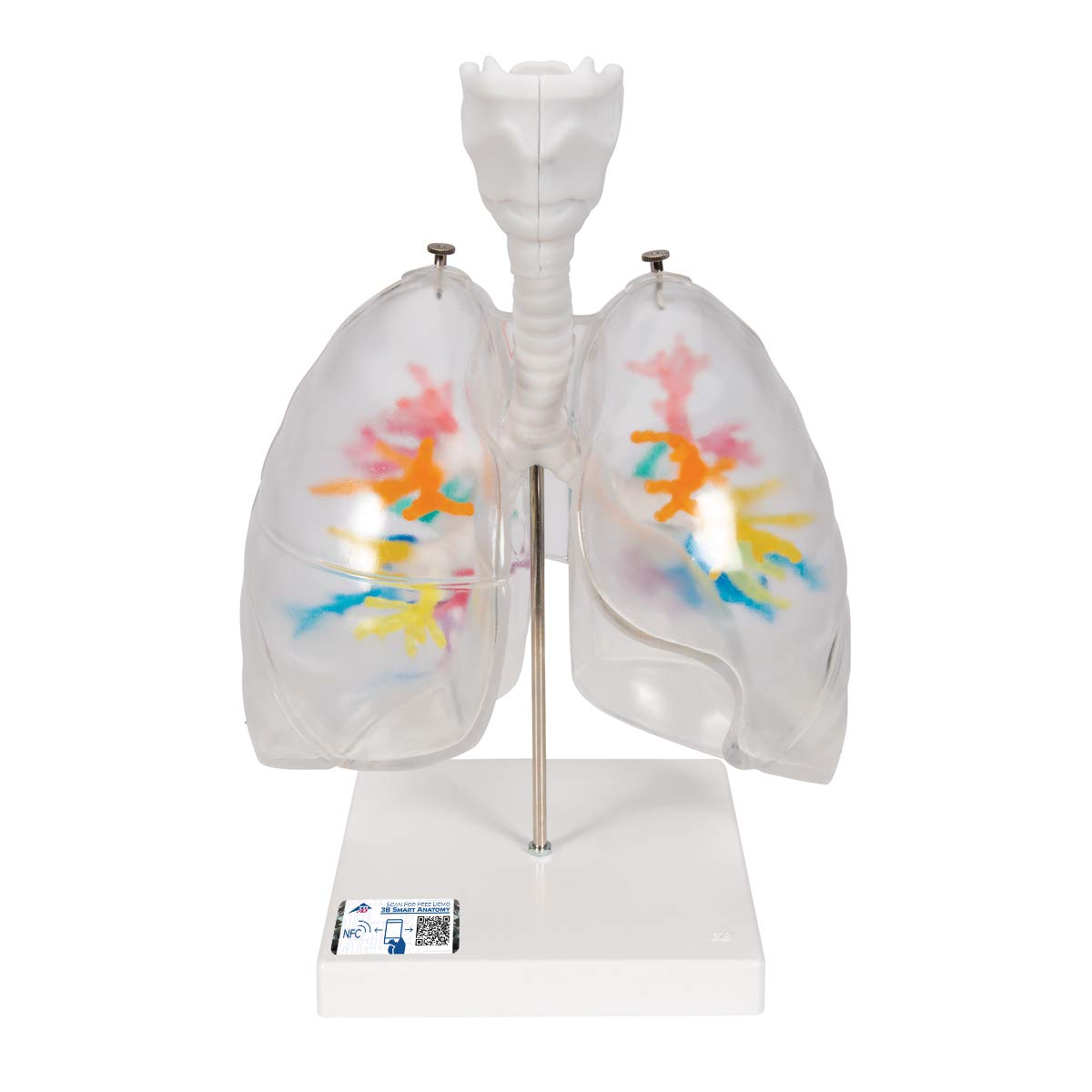 3B Scientific Human Anatomy - CT درخت برونش با حنجره و ریه های شفاف + برنامه رایگان آناتومی - 3B Smart Anatomy