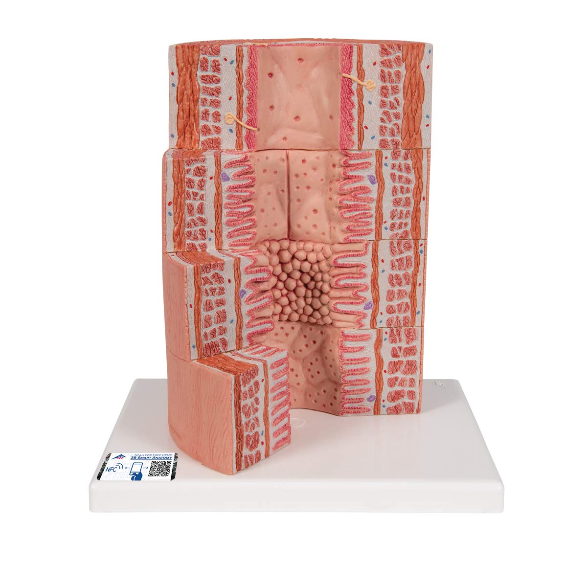 3B Scientific Human Anatomy - 3B MICROanatomy™ دستگاه گوارش - بزرگنمایی 20 برابر + برنامه رایگان آناتومی - 3B Smart Anatomy