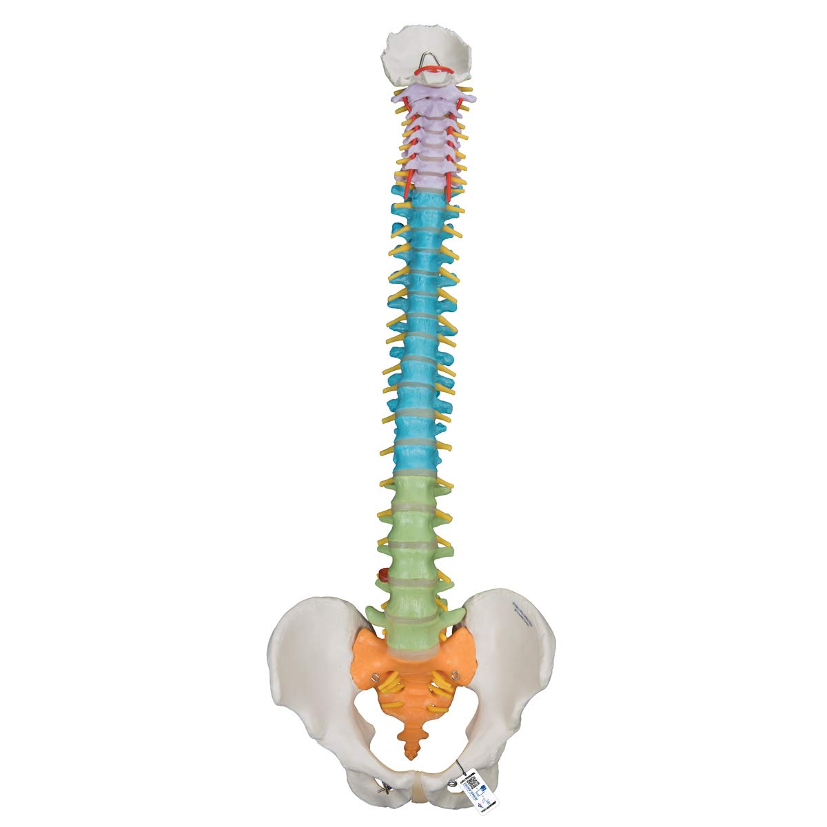 3B Scientific Human Anatomy - مدل ستون فقرات انعطاف پذیر - آموزشی + برنامه آناتومی رایگان - 3B Smart Anatomy، A58/8