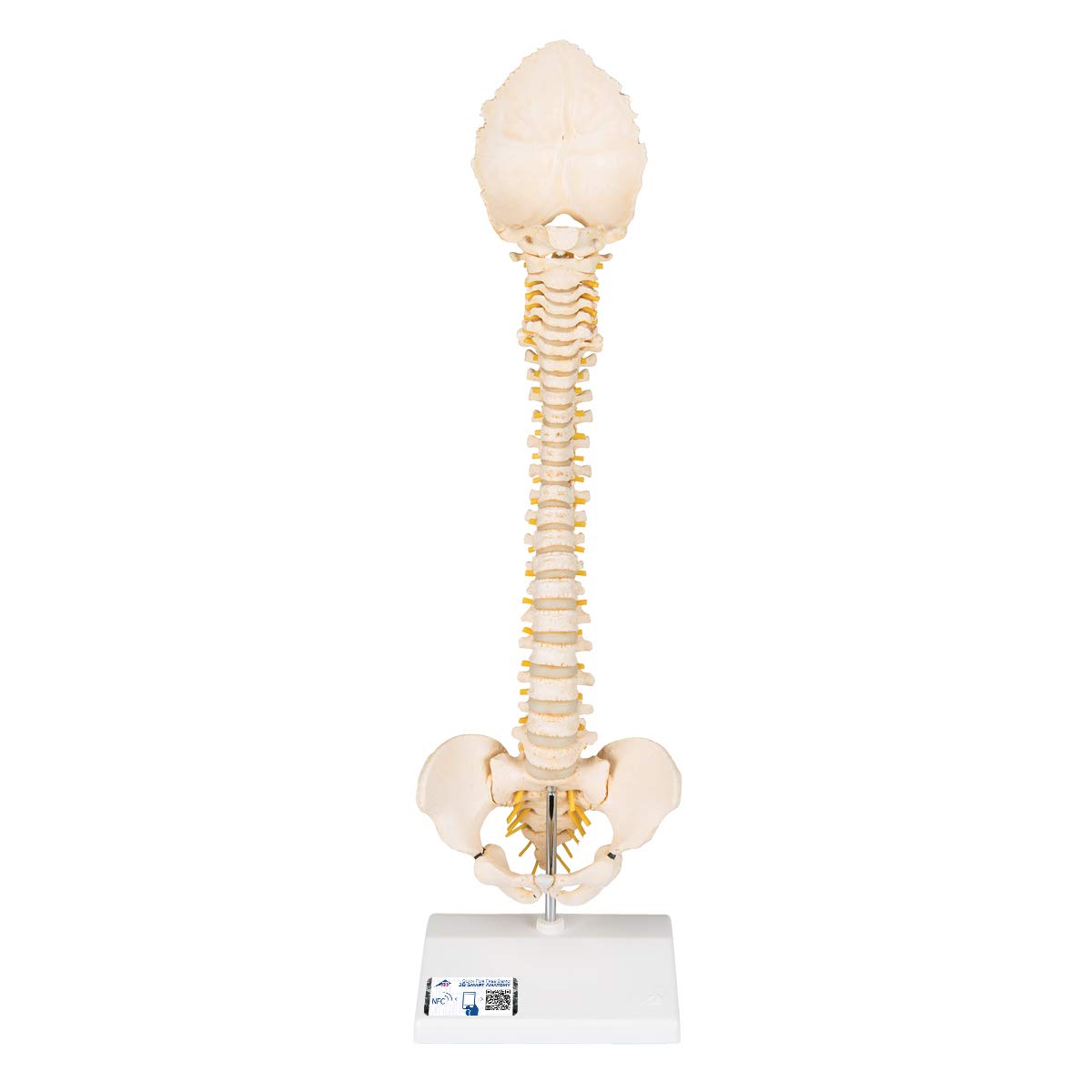 3B Scientific Human Anatomy - مدل ستون فقرات کودک با کیفیت 3B BONElike™ + برنامه رایگان آناتومی - 3B Smart Anatomy