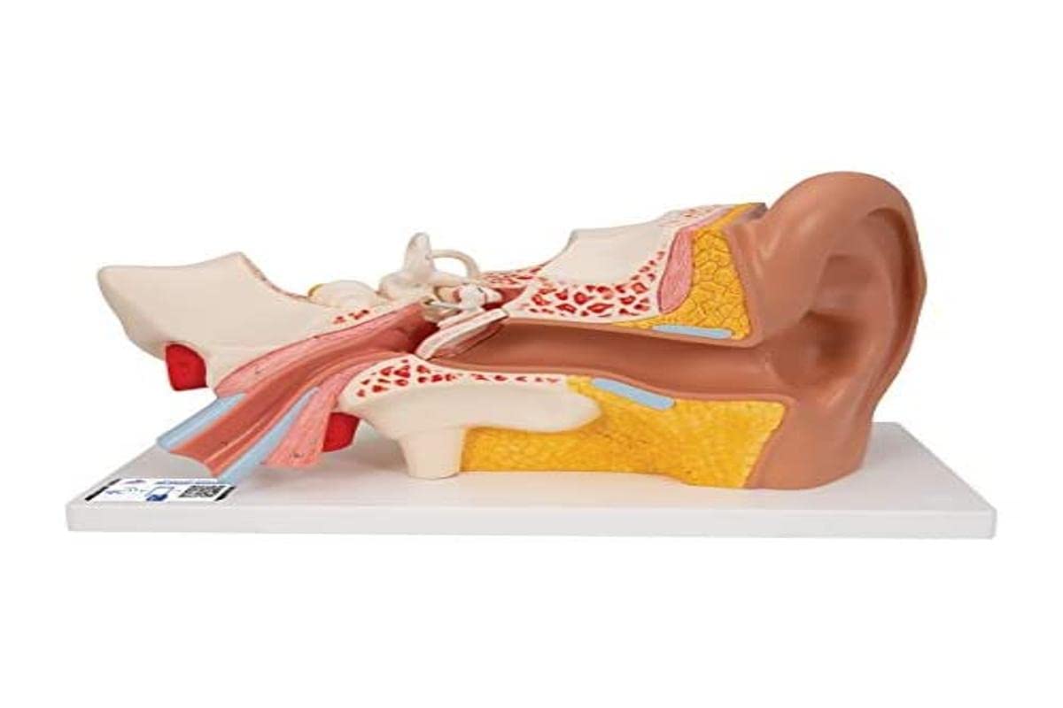 3B Scientific Human Anatomy - گوش، اندازه 3X، 4 قطعه + برنامه رایگان آناتومی - 3B Smart Anatomy