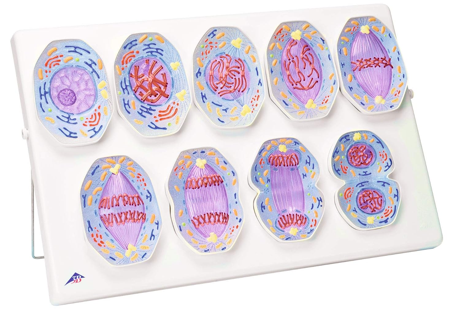 مدل تشریحی میتوز 3B Scientific، مدل آموزشی بیولوژی علمی 3B - Mitosemodell