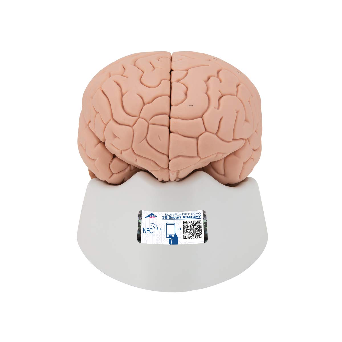 مدل مقدماتی مغز 3B Scientific C15/1، 2 قسمت + برنامه رایگان آناتومی - 3B Smart Anatomy