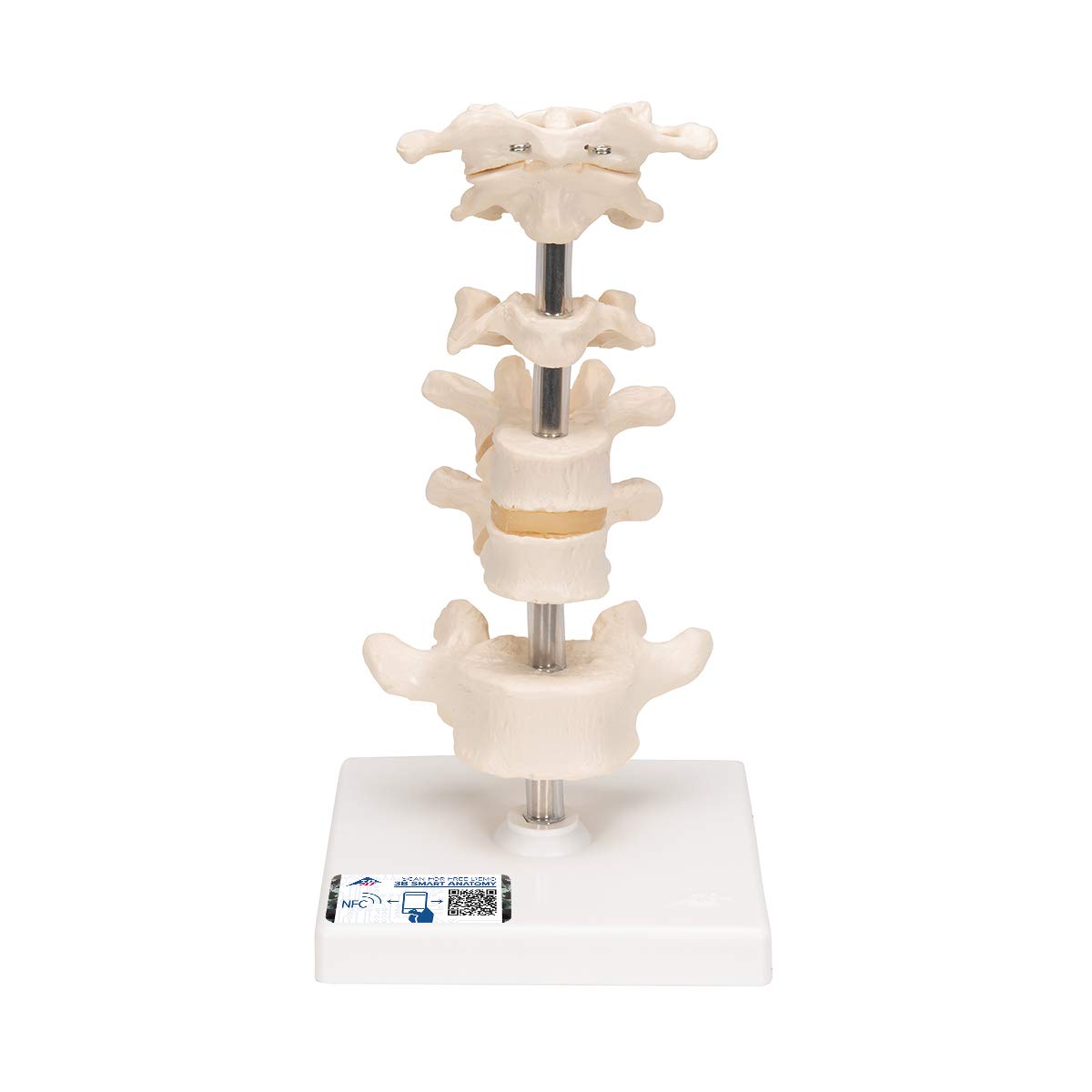 مدل تشریحی 6 مهره ستون فقرات روی استند + اپلیکیشن آناتومی رایگان 3B Smart Anatomy