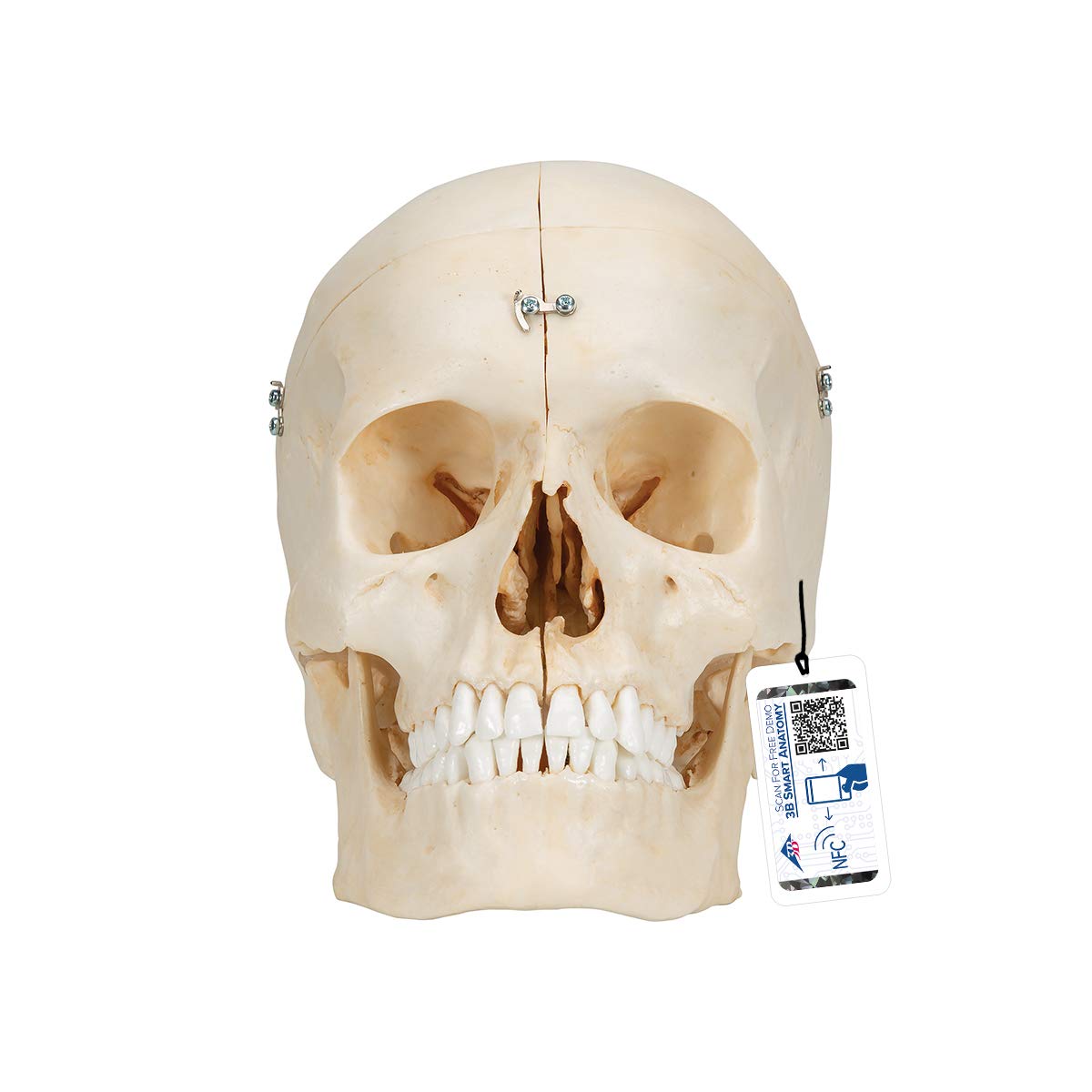 3B Scientific Human Anatomy - BONElike™ Bony Skull Model, 6 Pieces + Free Anatomy App - 3B Smart Anatomy