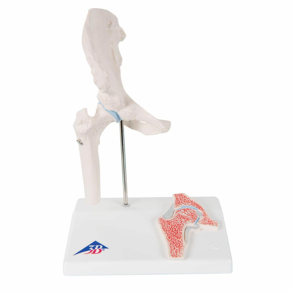 3B Scientific A84/1 Mini Hip joint with Cross Section + App Free Anatomy - 3B Smart Anatomy