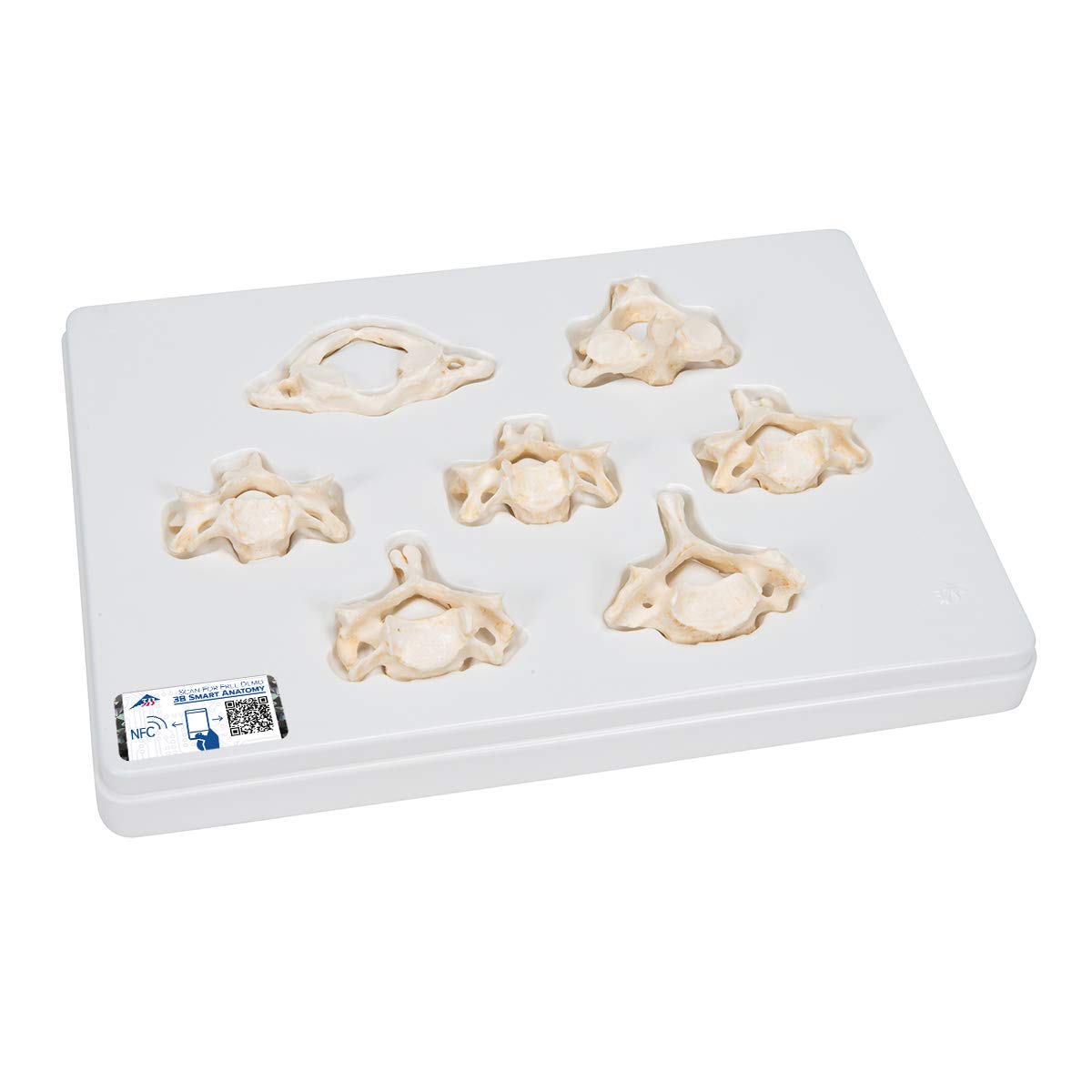 ست مدل تشریحی 7 مهره گردنی BONElike™ 3B Scientific + اپلیکیشن رایگان 3B Smart Anatomy