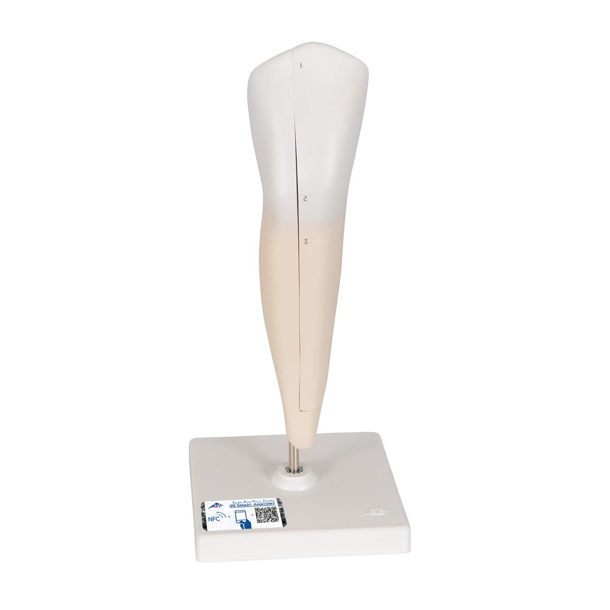 مدل تشریحی دندان کانین پایین 3B Scientific، 2 تکه + اپلیکیشن رایگان 3B Smart Anatomy