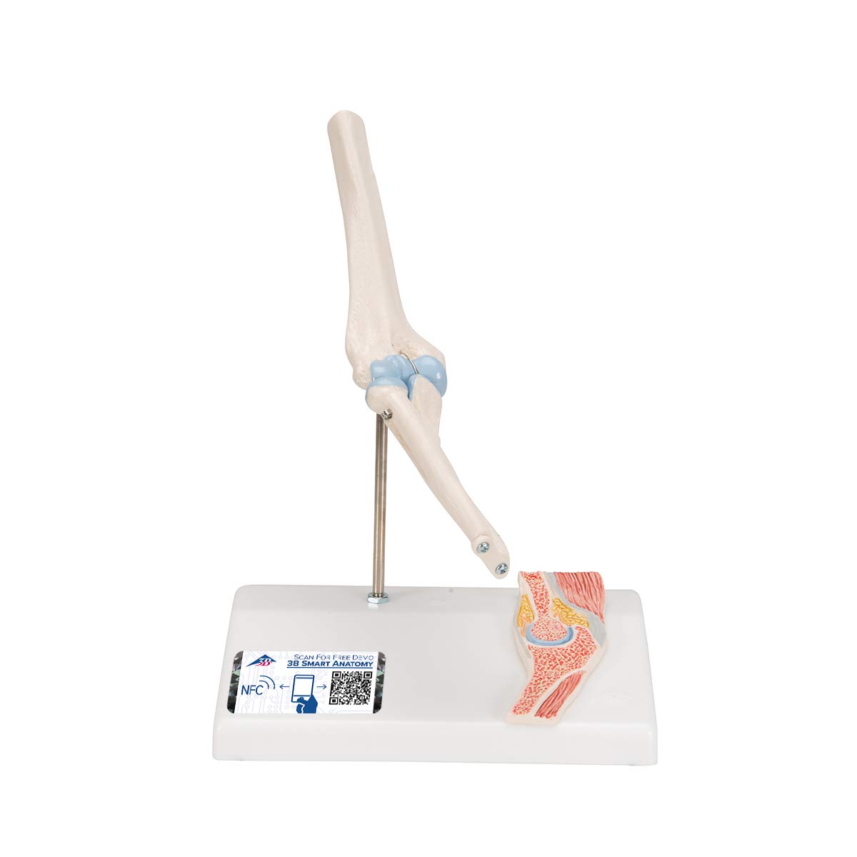 3B Scientific Human Anatomy - مفصل آرنج کوچک با مقطع + برنامه رایگان آناتومی - 3B Smart Anatomy
