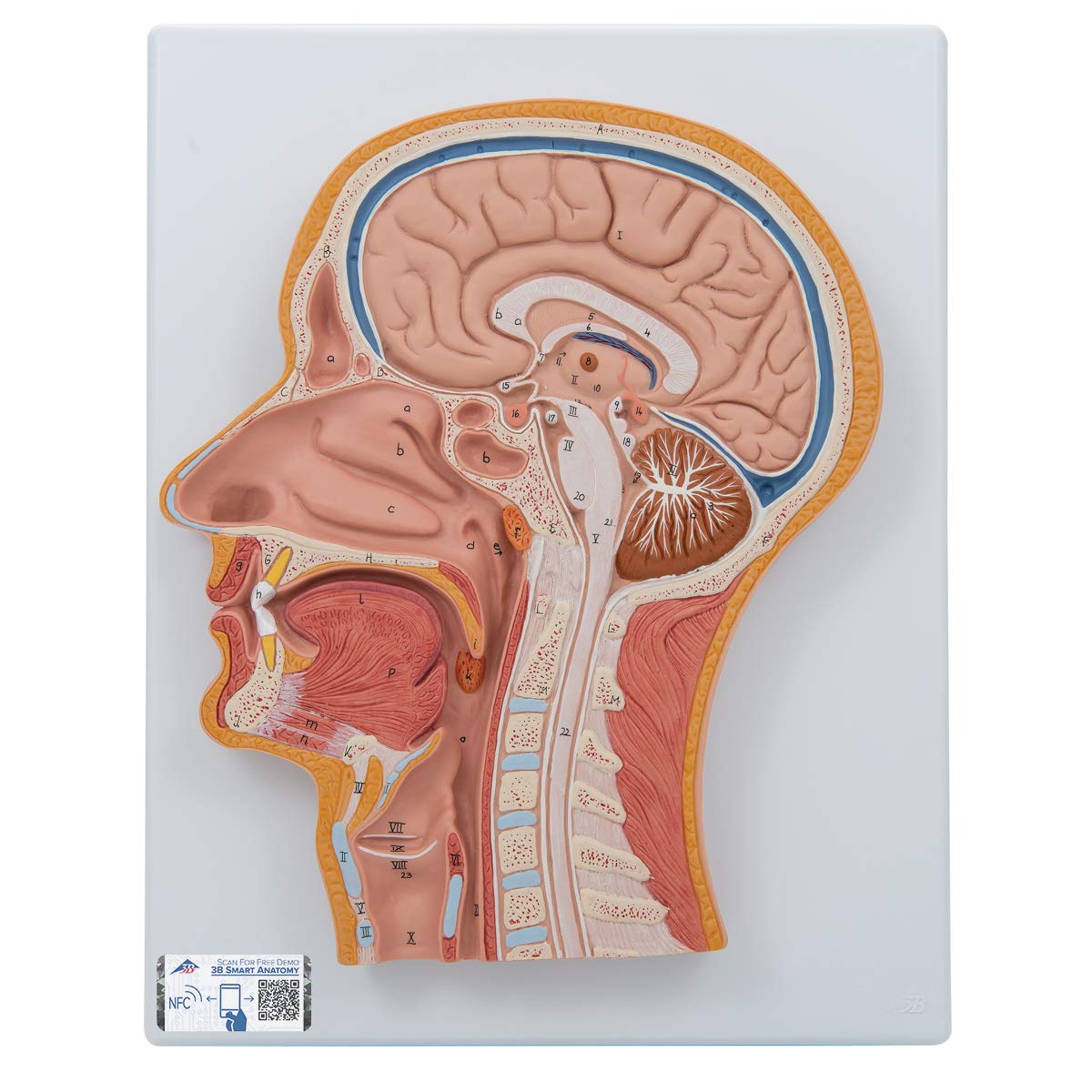 3B Scientific Human Anatomy - بخش میانی سر + برنامه رایگان آناتومی - 3B Smart Anatomy