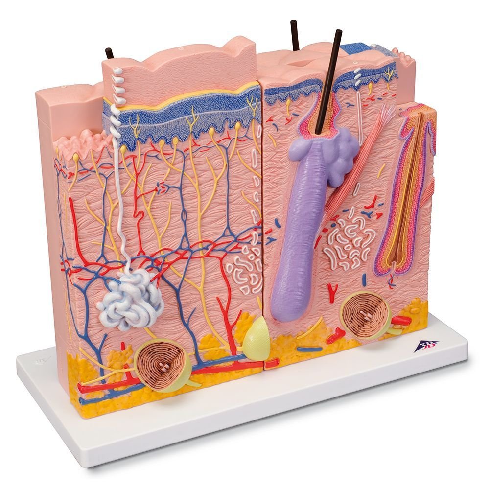 3B Scientific Human Anatomy - مدل پوست، 3 قسمت + برنامه رایگان آناتومی - 3B Smart Anatomy