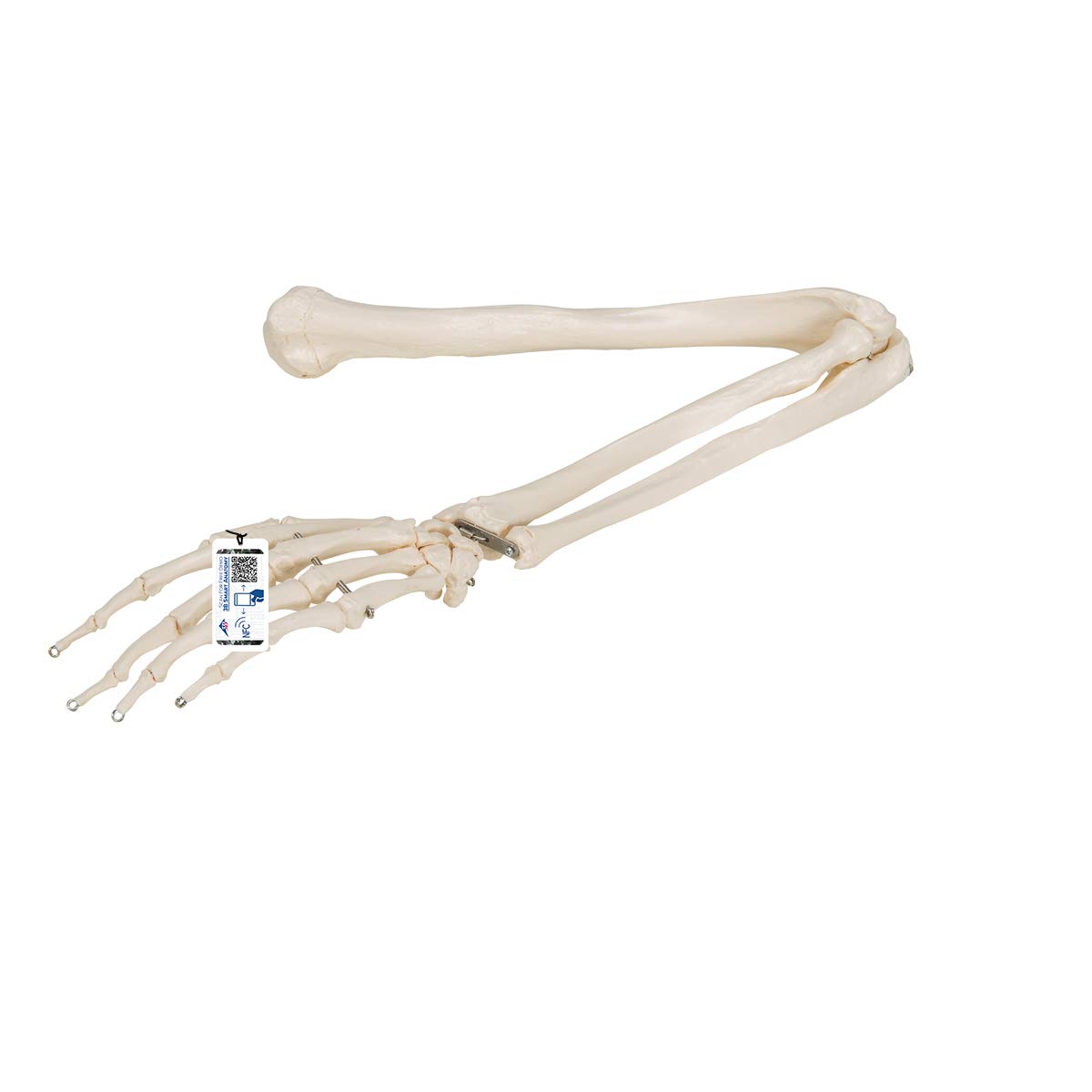 3B Scientific Human Anatomy - Arm Skeleton + برنامه رایگان آناتومی - 3B Smart Anatomy