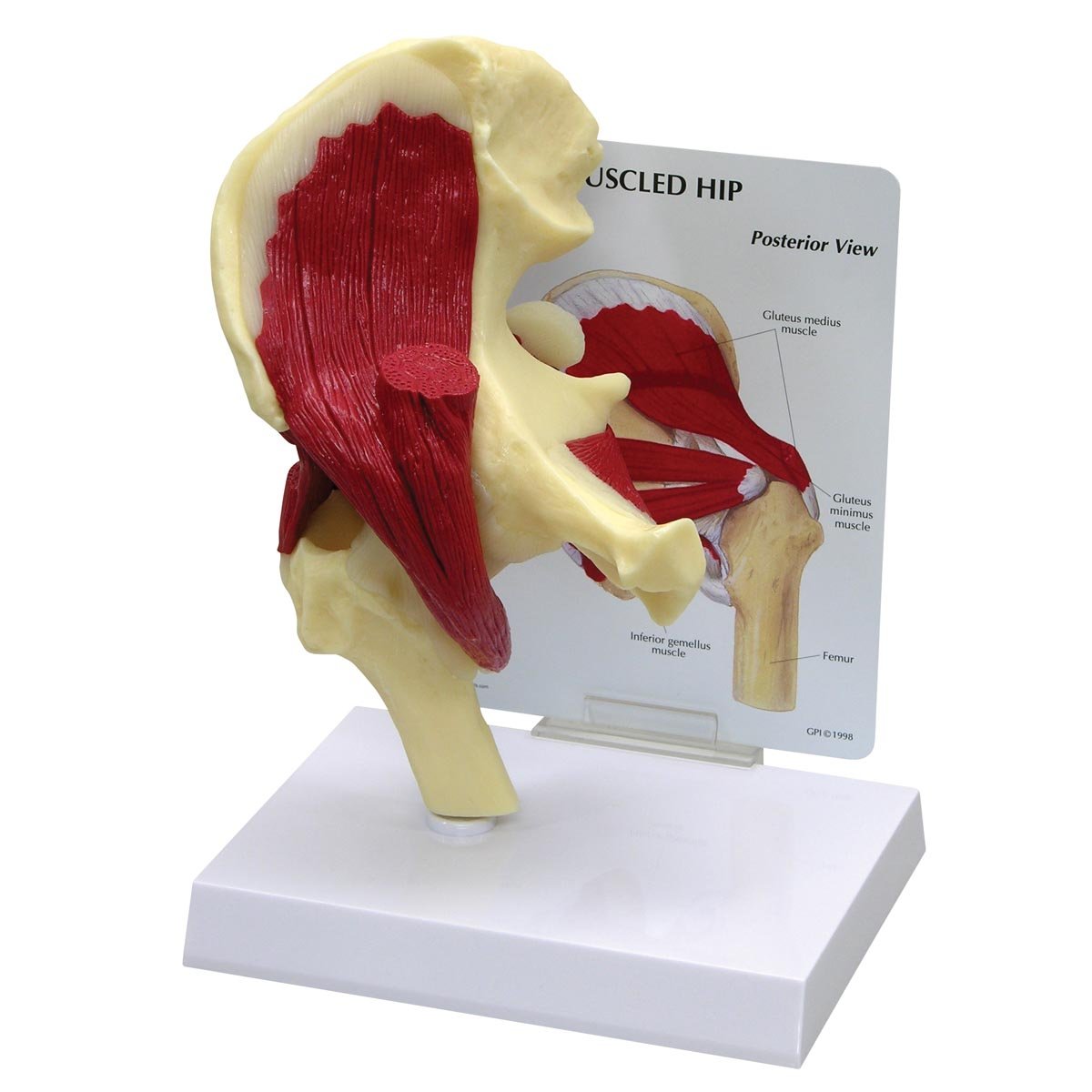 مدل GPI Anatomicals 1310 Hip with Muscles