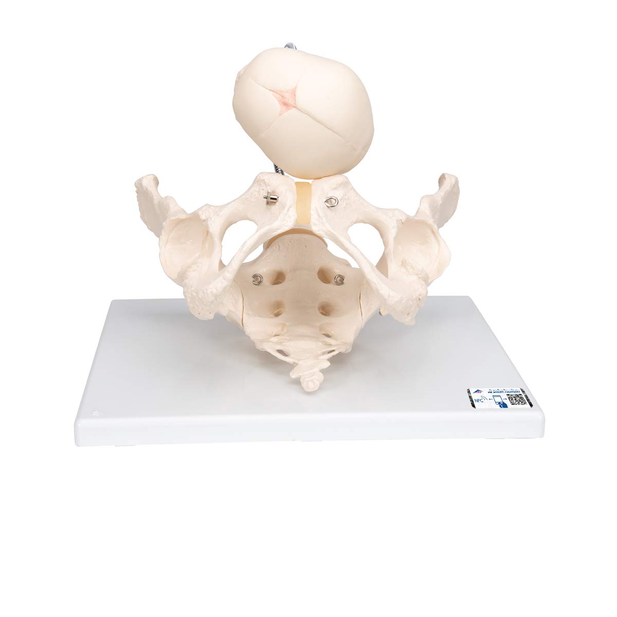 مدل تشریحی لگن انسان برای نمایش فرآیند زایمان 3B Scientific L30 همراه با اپلیکیشن رایگان 3B Smart Anatomy