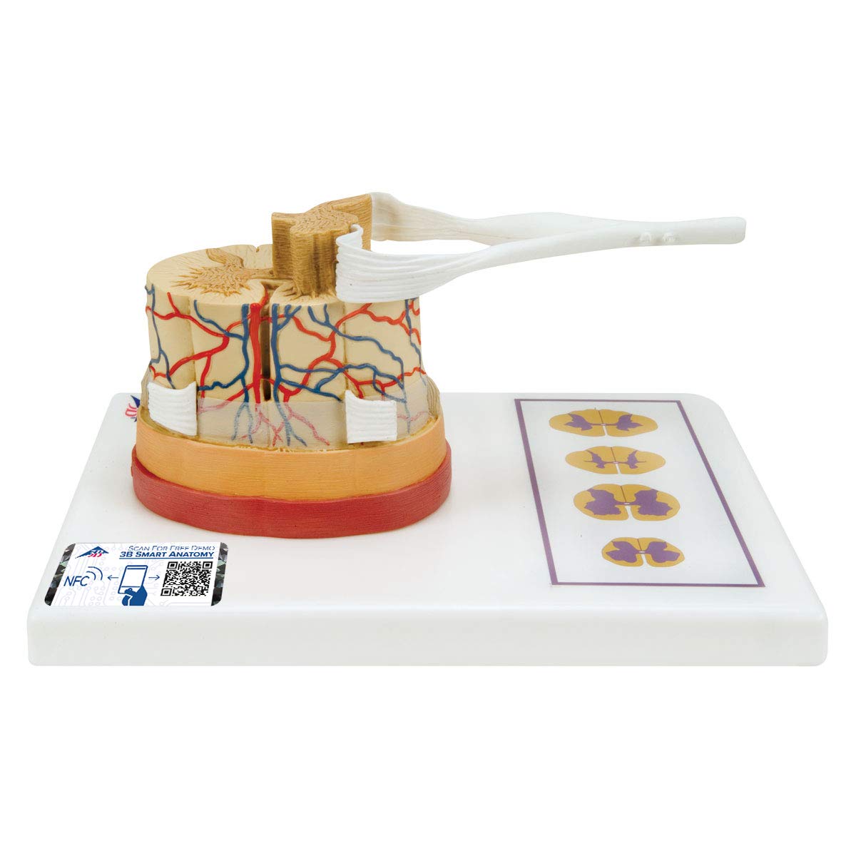 3B علمی آناتومی انسان - نخاع با انتهای عصبی + برنامه رایگان آناتومی - 3B Smart Anatomy