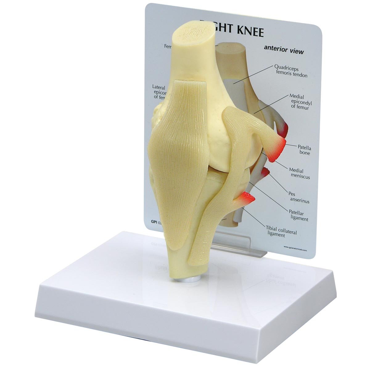 مدل زانو ساده GPI Anatomicals 1000