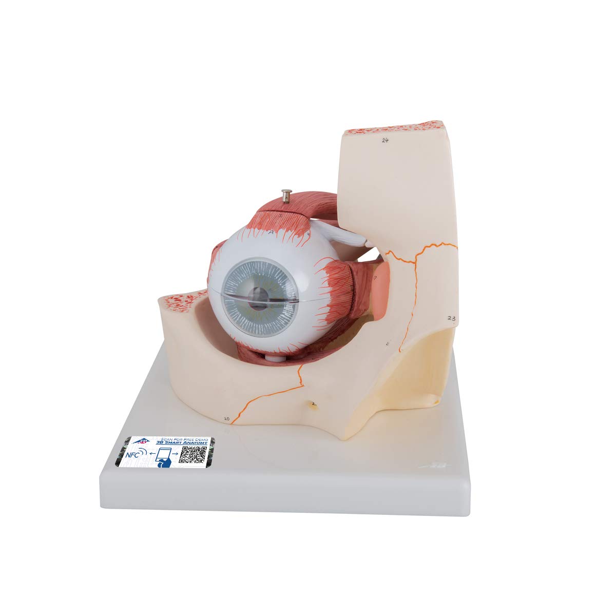 3B علمی آناتومی انسان - چشم، اندازه 3 برابر، 7 قطعه + برنامه رایگان آناتومی - 3B Smart Anatomy