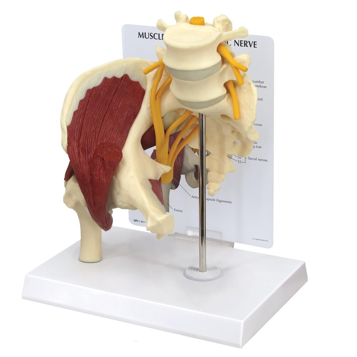 GPI Anatomicals 1311 هیپ با عضلات و عصب سیاتیک