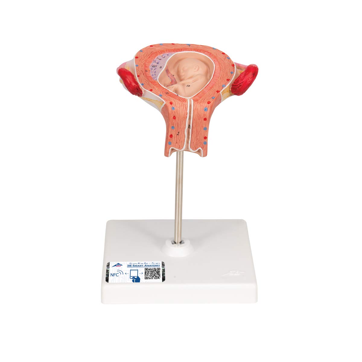 مدل تشریحی جنین انسان، 3 ماهه - 3B Scientific همراه با اپلیکیشن رایگان آناتومی 3B Smart Anatomy