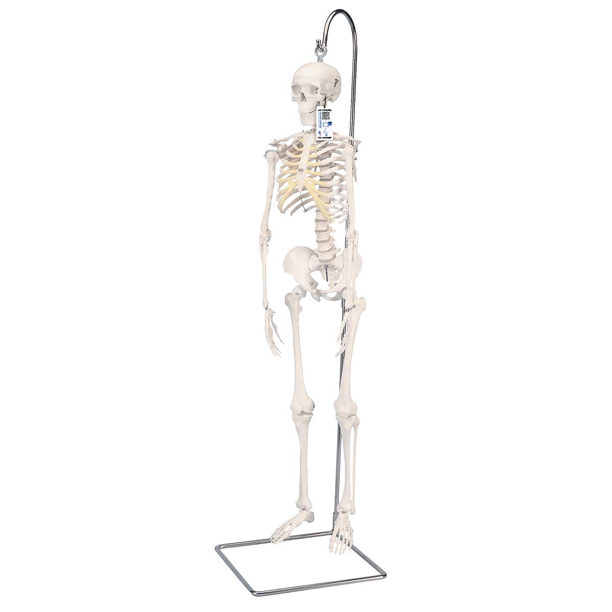 مدل اسکلت انسان 3B علمی کوتاه روی پایه آویزان A18/1 + برنامه رایگان آناتومی - 3B Smart Anatomy