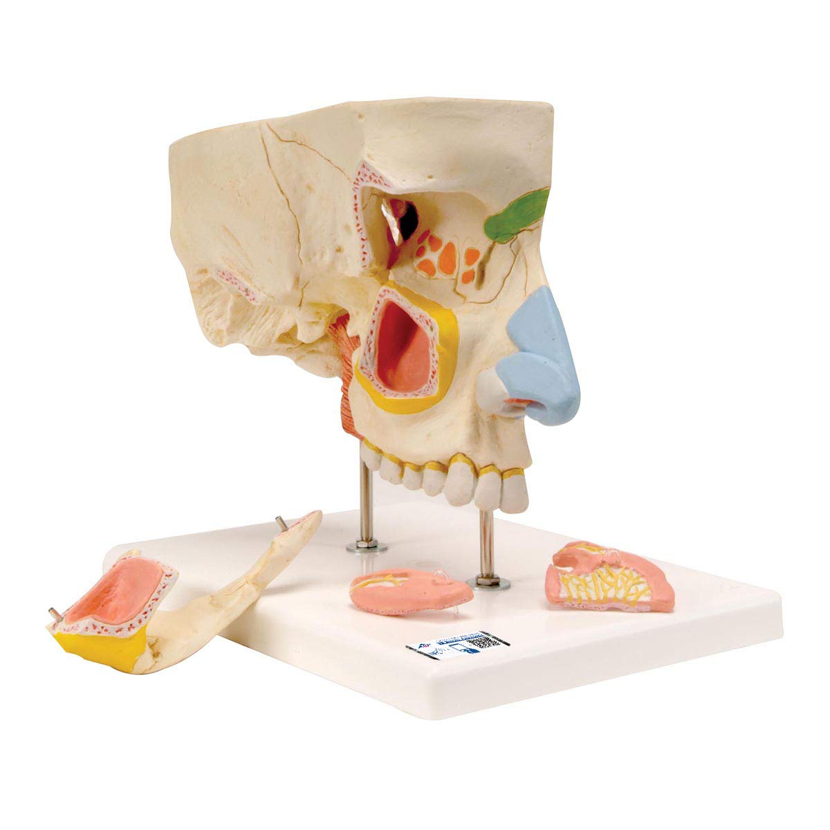 3B Scientific Human Anatomy - بینی با سینوس های پارانازال، 5 قسمت + برنامه آناتومی رایگان - 3B Smart Anatomy، E20