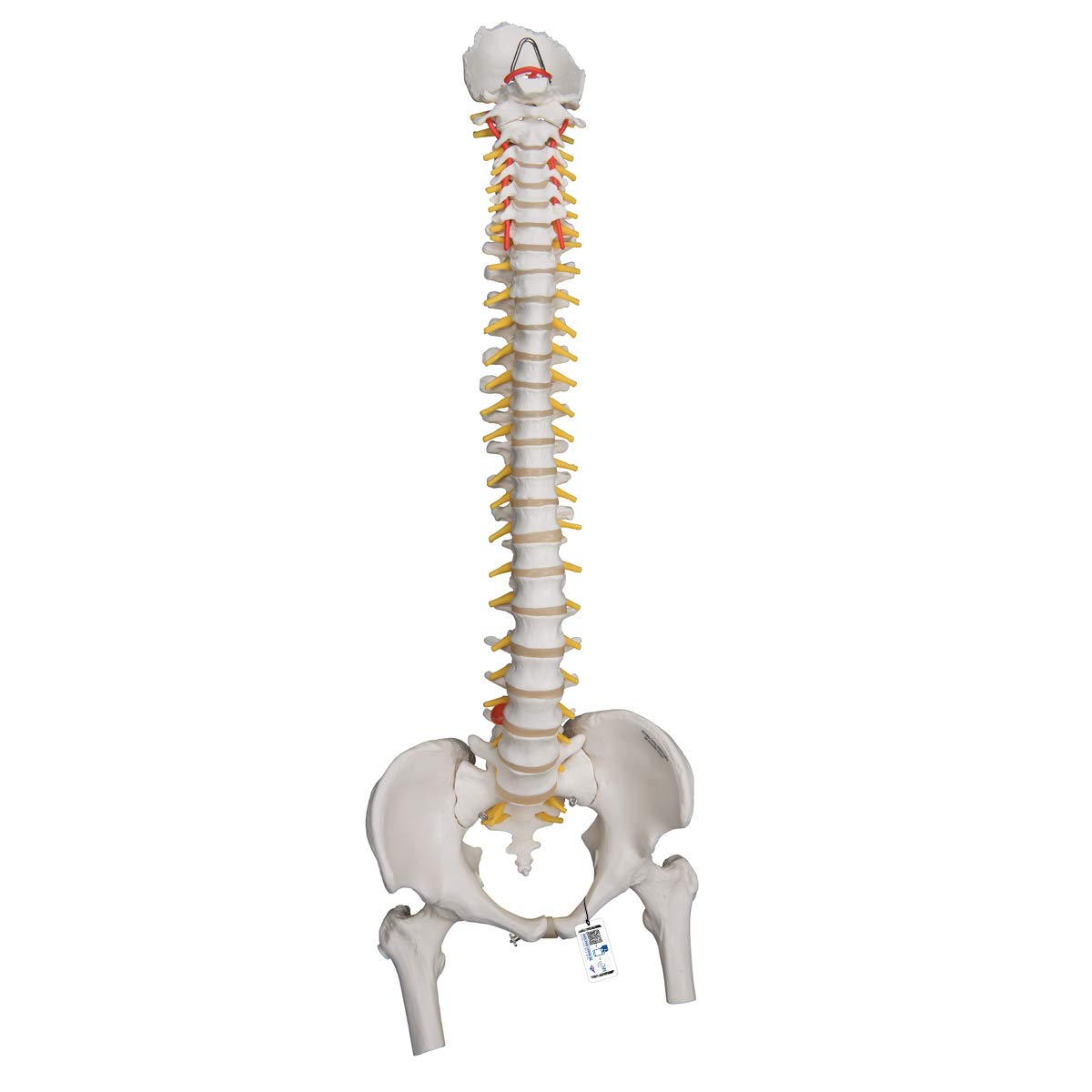 3B Scientific Human Anatomy - مدل ستون فقرات انعطاف پذیر سنگین با کنده های ران + برنامه رایگان آناتومی - 3B Smart Anatomy