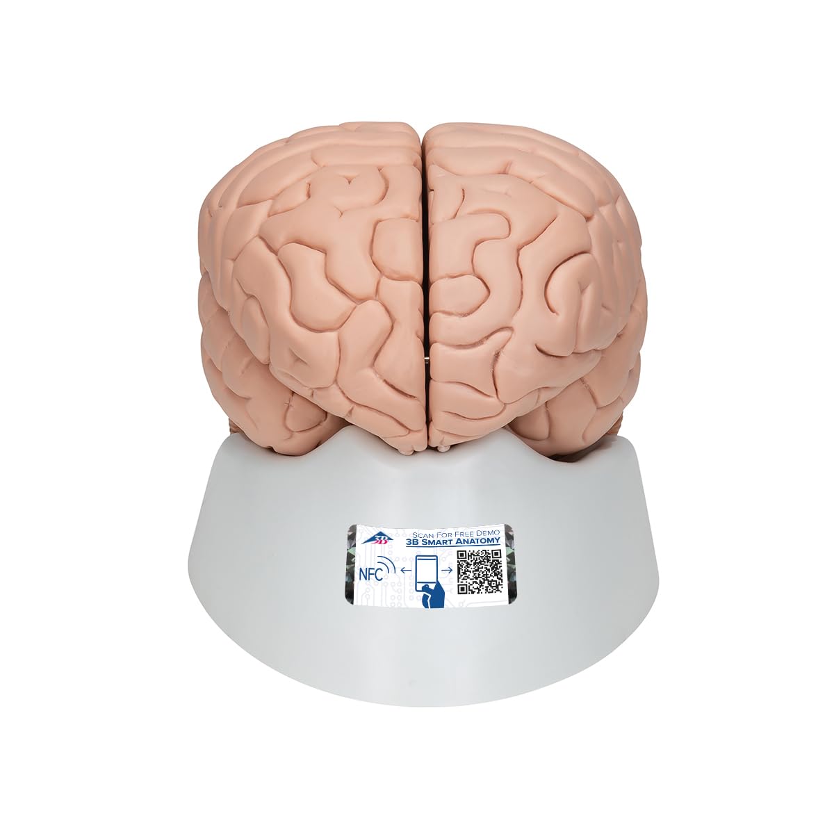3B Scientific Human Anatomy - مدل مغز، 8 قسمت + برنامه رایگان آناتومی - 3B Smart Anatomy، C17 classic