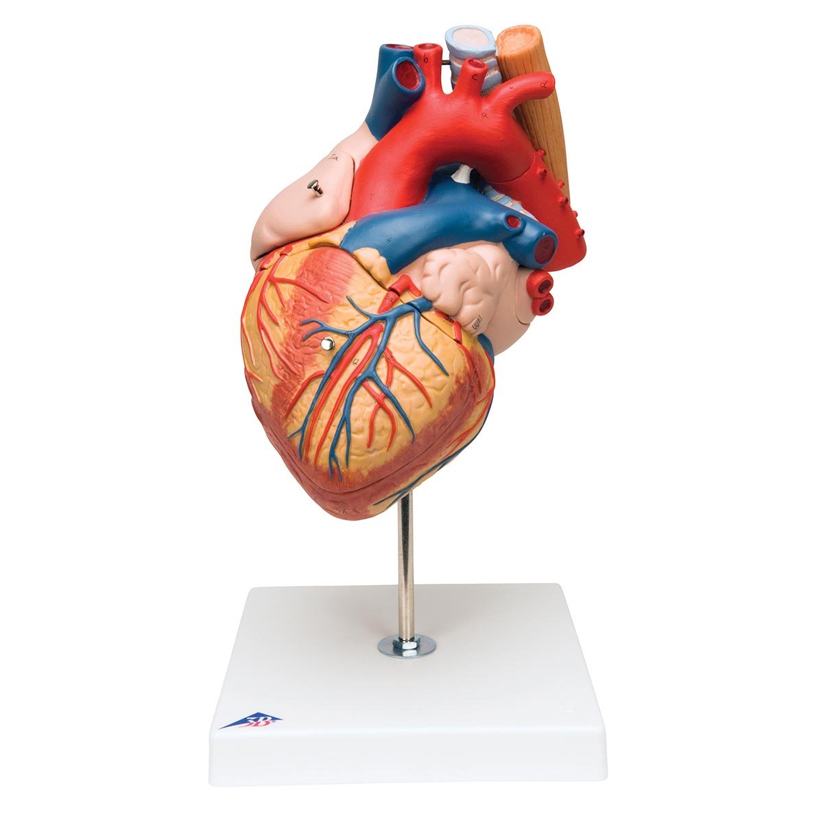 3B علمی آناتومی انسان - قلب با نای و مری، اندازه 2 برابر، 5 قطعه + برنامه رایگان آناتومی - 3B Smart Anatomy، G13