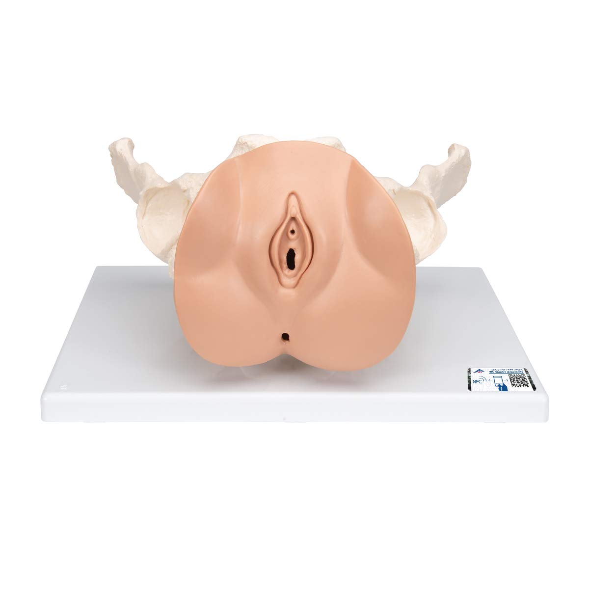 مدل تشریحی اسکلت لگنی با اندام‌های جنسی زنانه 3B Scientific L31، 3 تکه به همراه اپلیکیشن رایگان 3B Smart Anatomy