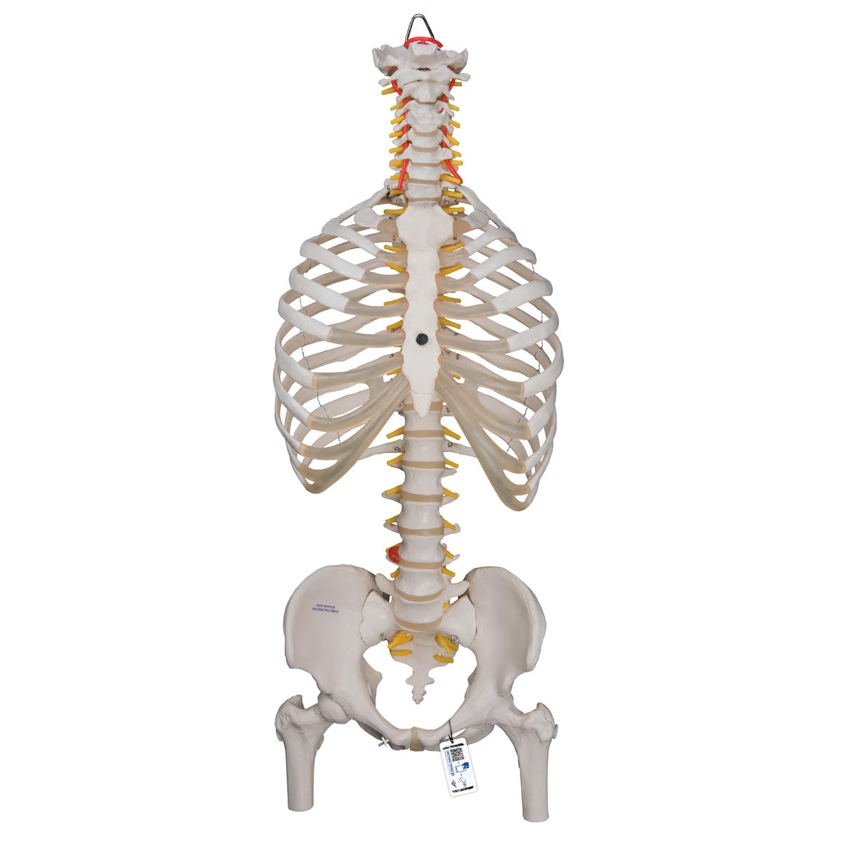 3B Scientific Human Anatomy - مدل کلاسیک ستون فقرات انعطاف پذیر با قفسه سینه و کنده های استخوان ران + برنامه رایگان آناتومی - 3B Smart Anatomy