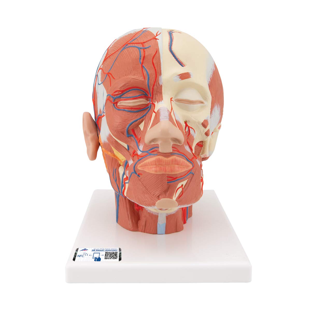 3B Scientific Human Anatomy - عضلات سر با عروق خونی + برنامه رایگان آناتومی - 3B Smart Anatomy