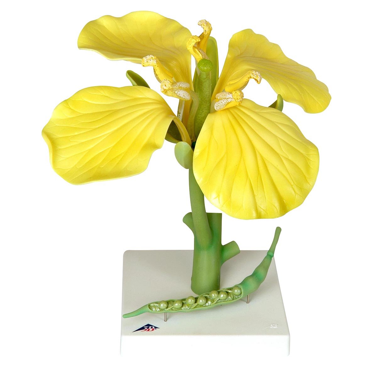 مدل تشریحی گل کلزا (Brassica napus ssp. oleifera) 3B Scientific، مدل آموزشی بیولوژی