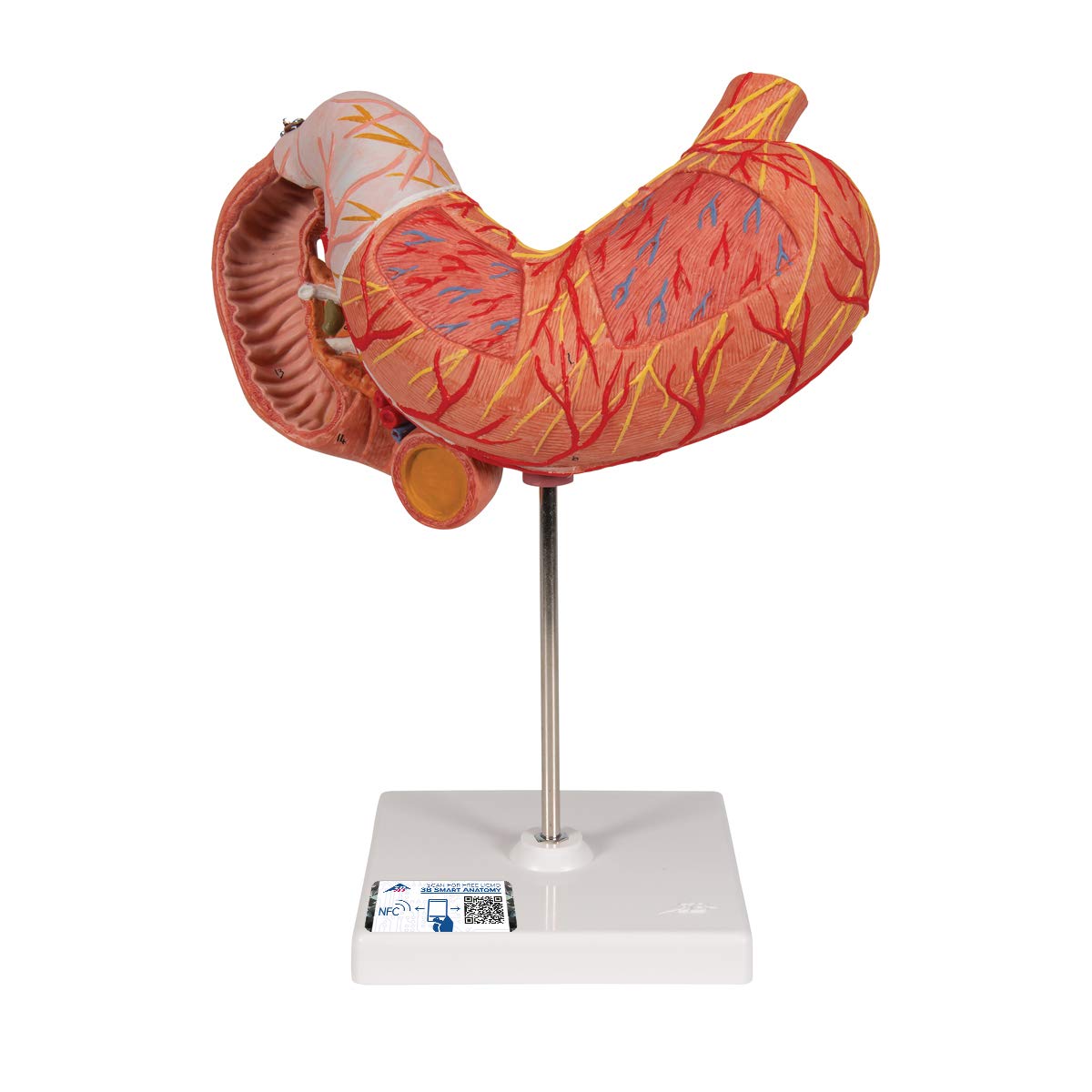 3B Scientific Human Anatomy - معده، 3 قسمت + برنامه رایگان آناتومی - 3B Smart Anatomy