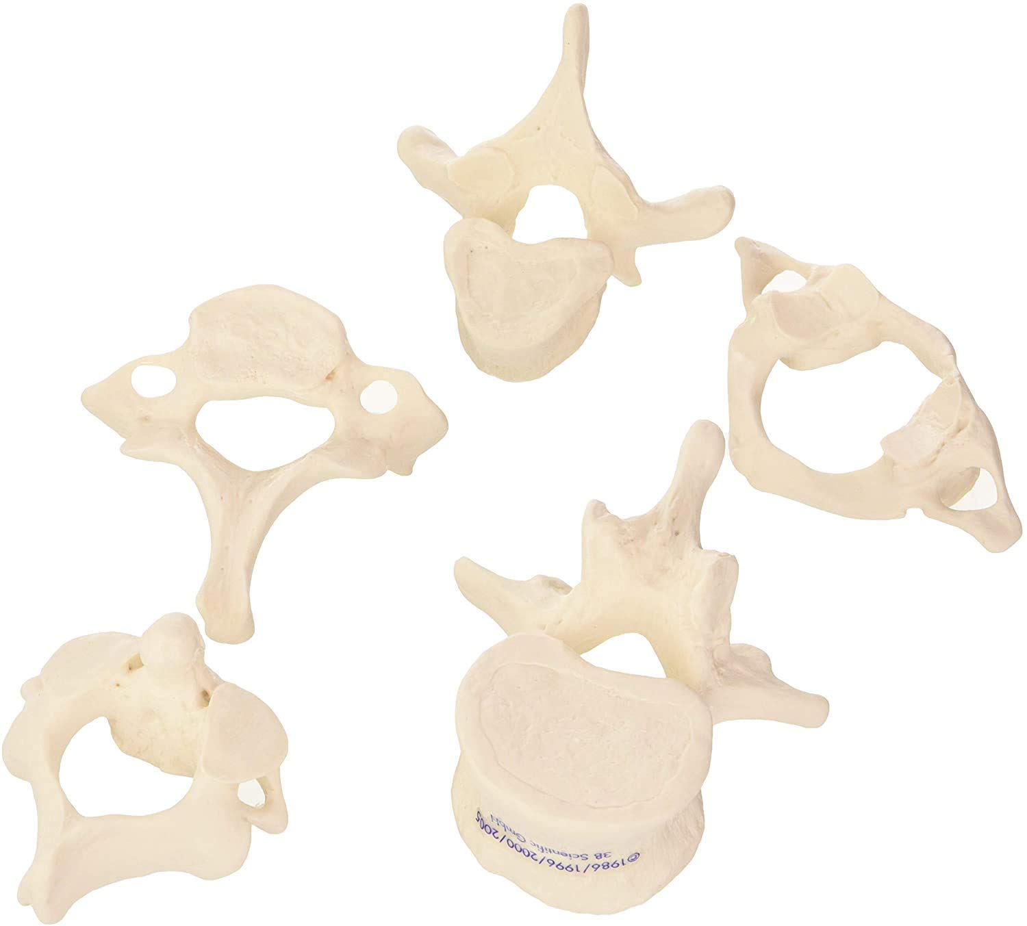 مدل تشریحی 5 مهره ستون فقرات + اپلیکیشن آناتومی رایگان 3B Smart Anatomy