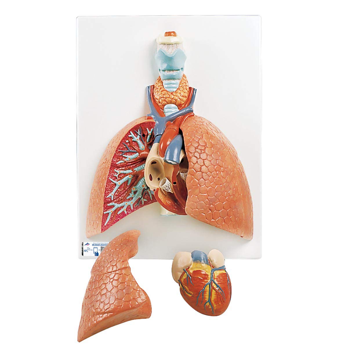 3B Scientific Human Anatomy - ریه ها با حنجره، 5 قسمت + برنامه آناتومی رایگان - 3B Smart Anatomy، VC243