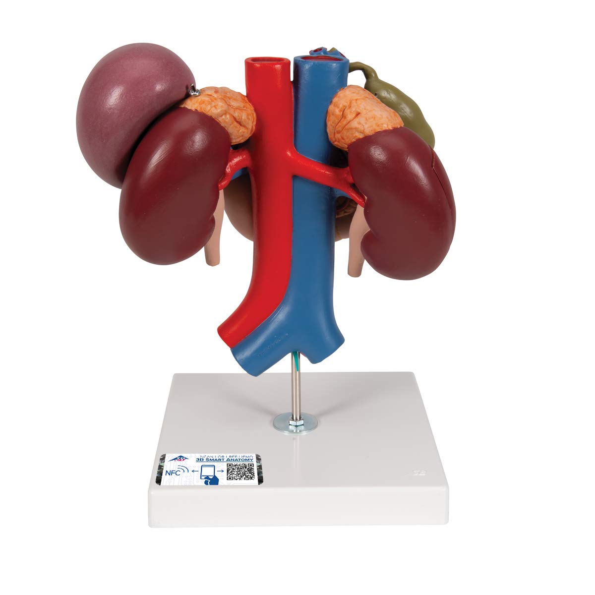 3B Scientific Human Anatomy - کلیه ها با اندام های پشتی فوقانی شکم، 3 قسمت + برنامه رایگان آناتومی - 3B Smart Anatomy