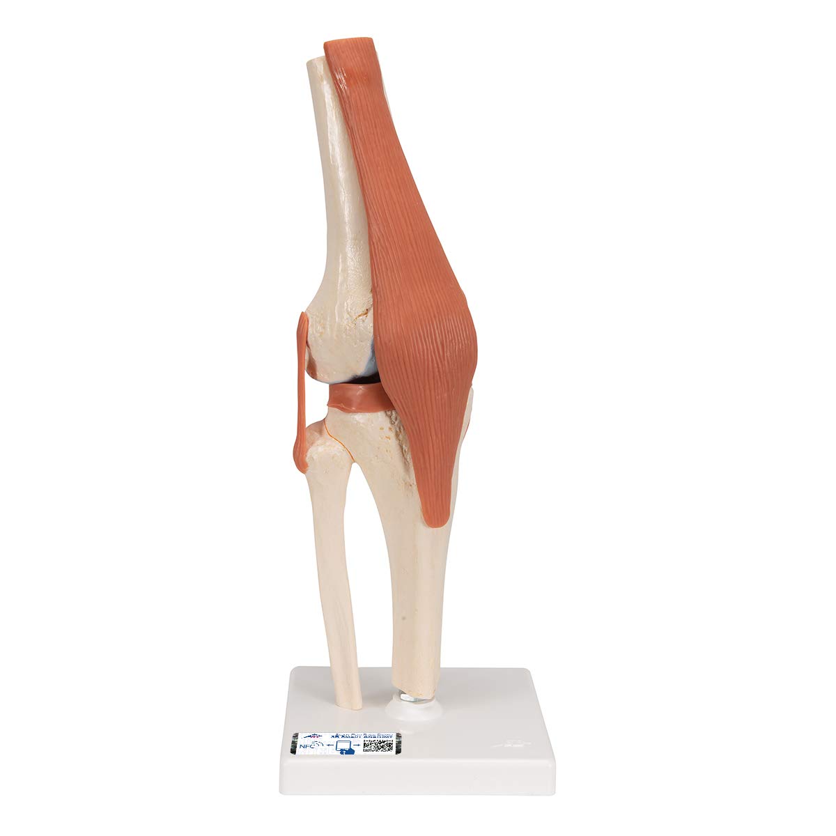 مدل عملکردی مفصل زانو 3B Scientific A82/1 Deluxe + برنامه رایگان آناتومی - 3B Smart Anatomy