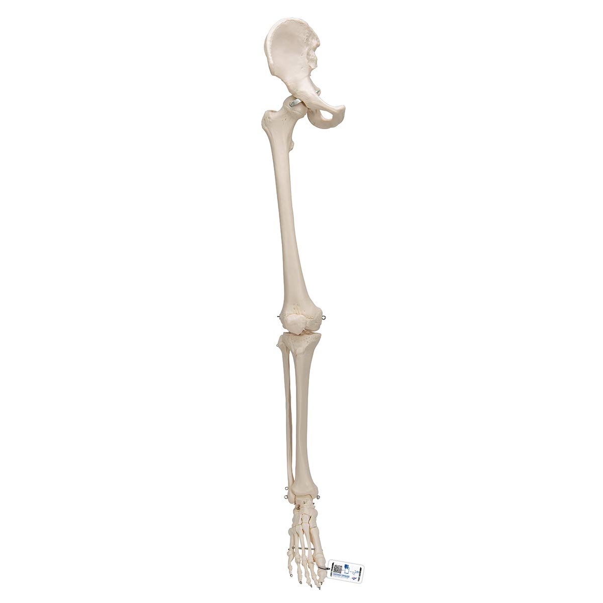 اسکلت پا آناتومی هوشمند 3B Scientific 3B با مدل استخوان ران + برنامه رایگان آناتومی - 3B Smart Anatomy