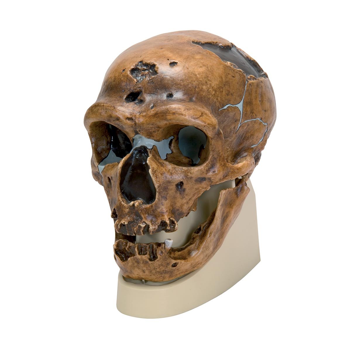 3B Scientific - Replicat Skull Homo neanderthalensis (La Chapelle-aux-Saints 1)