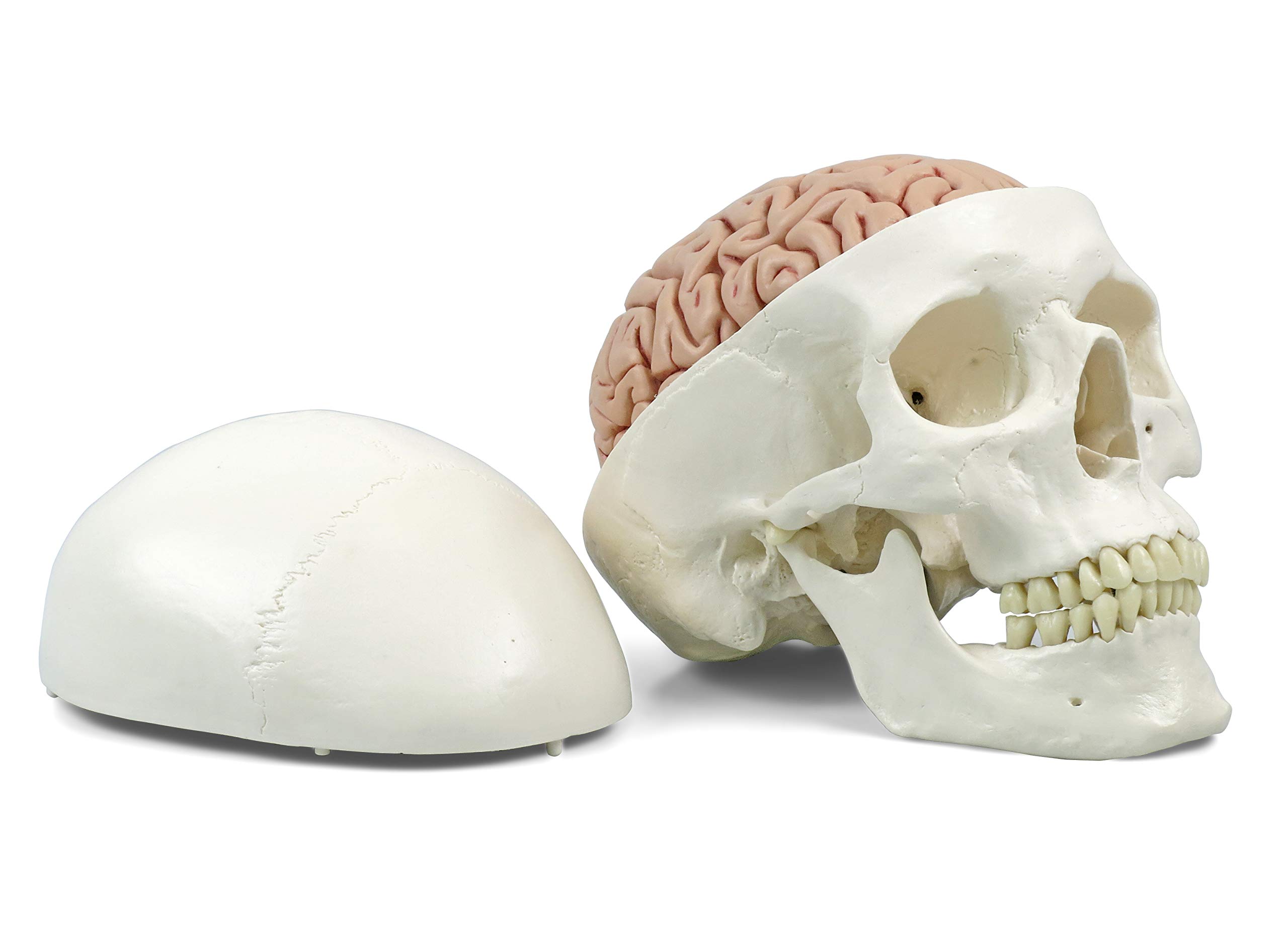 3B Scientific Human Anatomy - جمجمه کلاسیک A20/9 با مغز، 8 قطعه + برنامه رایگان آناتومی - 3B Smart Anatomy