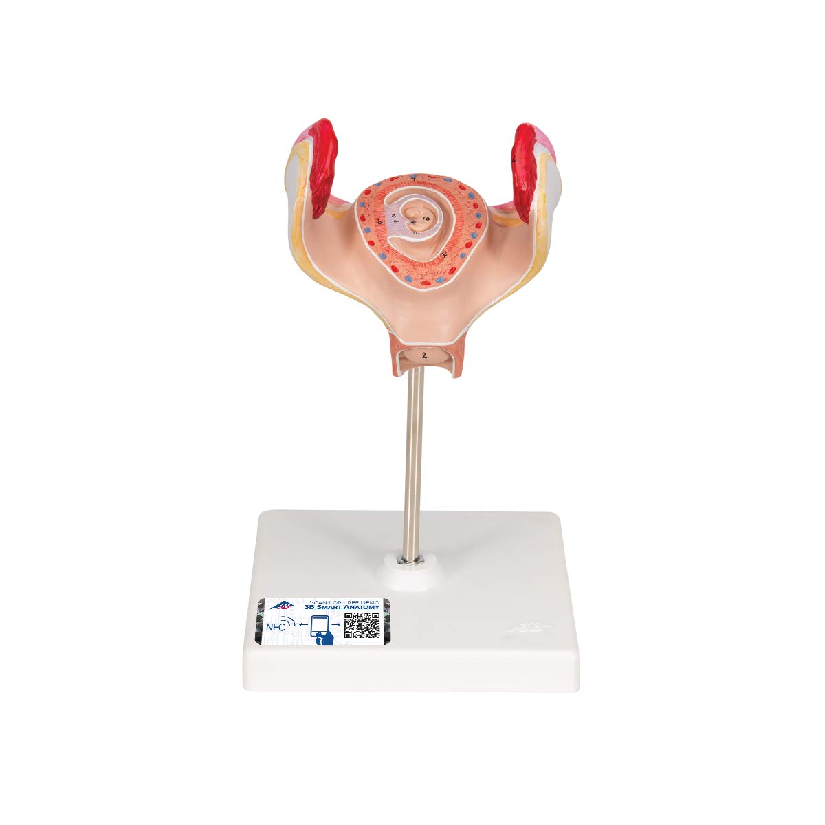 مدل تشریحی جنین انسان، 1 ماهه - 3B Scientific همراه با اپلیکیشن رایگان آناتومی 3B Smart Anatomy
