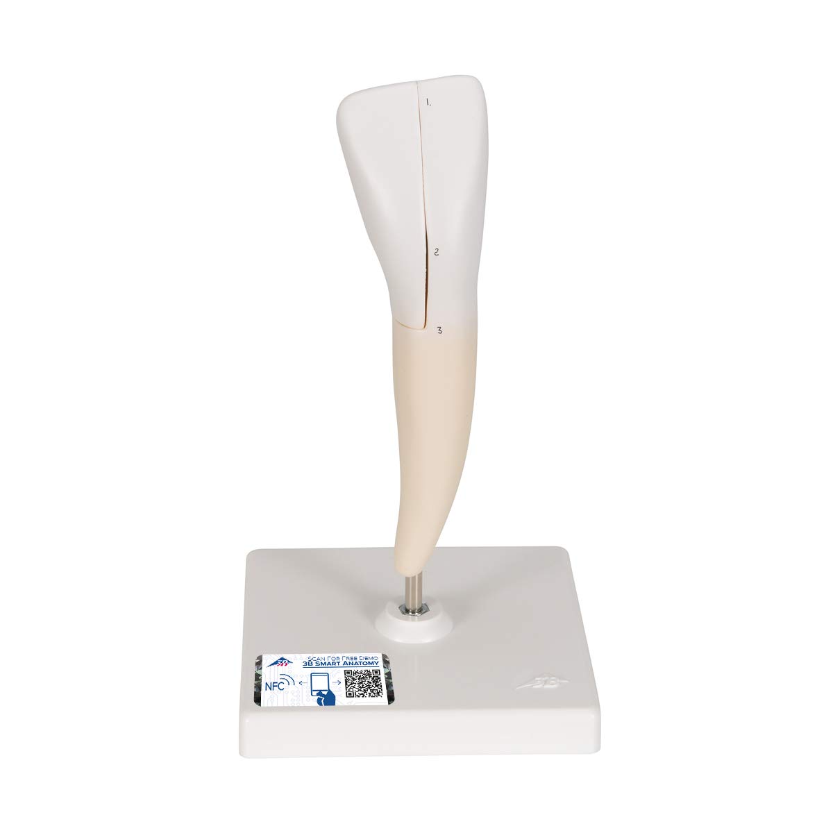 مدل تشریحی دندان Schneidezahn پایین 3B Scientific، 2 تکه + اپلیکیشن رایگان 3B Smart Anatomy