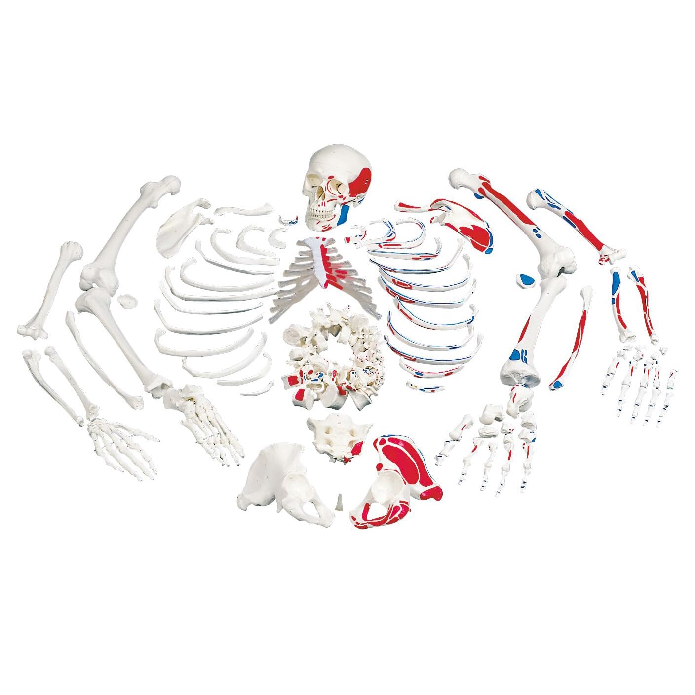 3B Scientific Human Anatomy - اسکلت با نمای عضلانی، مونتاژ نشده + برنامه آناتومی رایگان - 3B Smart Anatomy، A05/2
