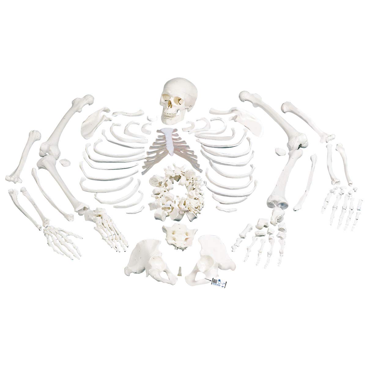 3B Scientific Human Anatomy - اسکلت، مونتاژ نشده، کامل با جمجمه 3 قسمتی + برنامه رایگان آناتومی - 3B Smart Anatomy classic