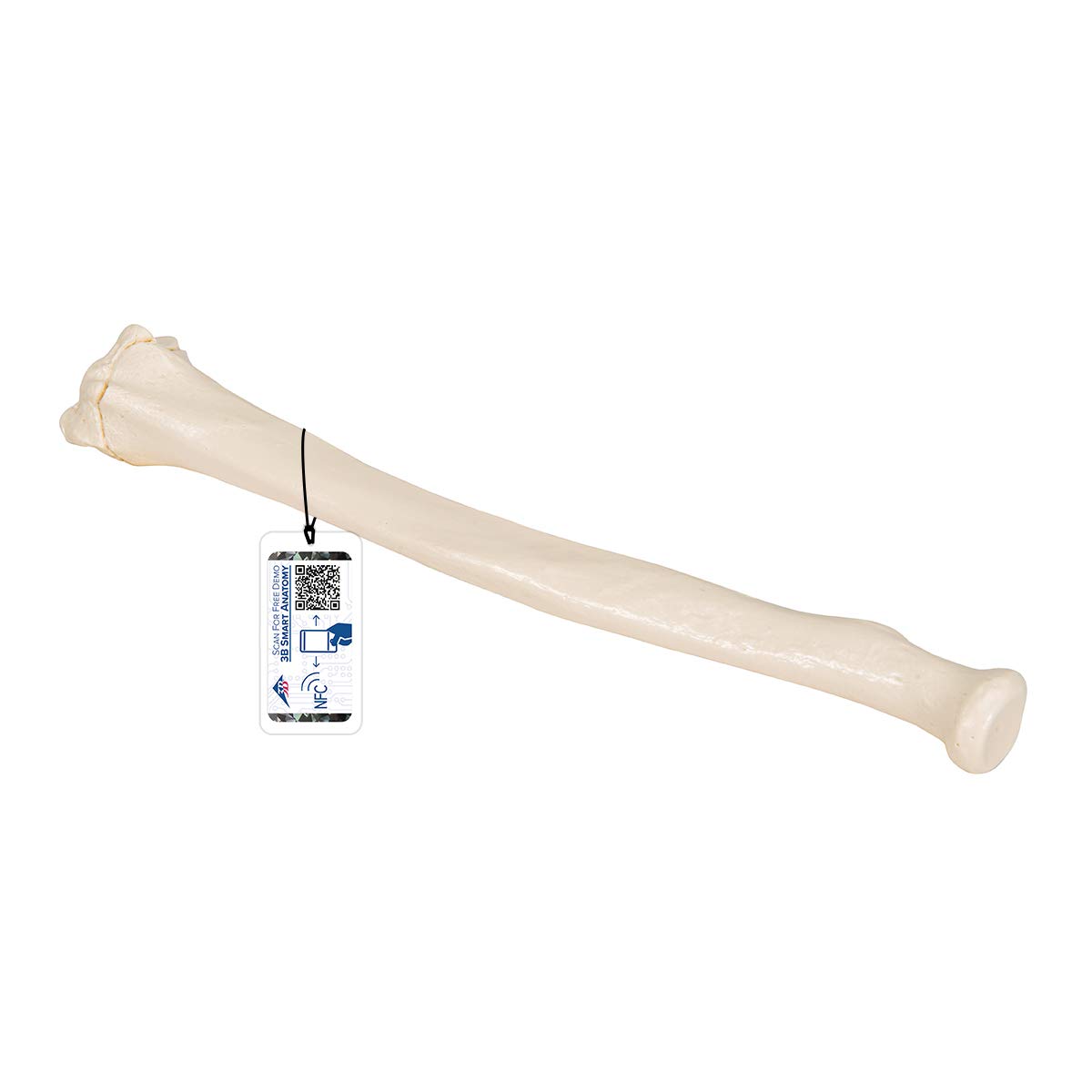 3B Scientific Human Anatomy - Radius + اپلیکیشن رایگان آناتومی - 3B Smart Anatomy
