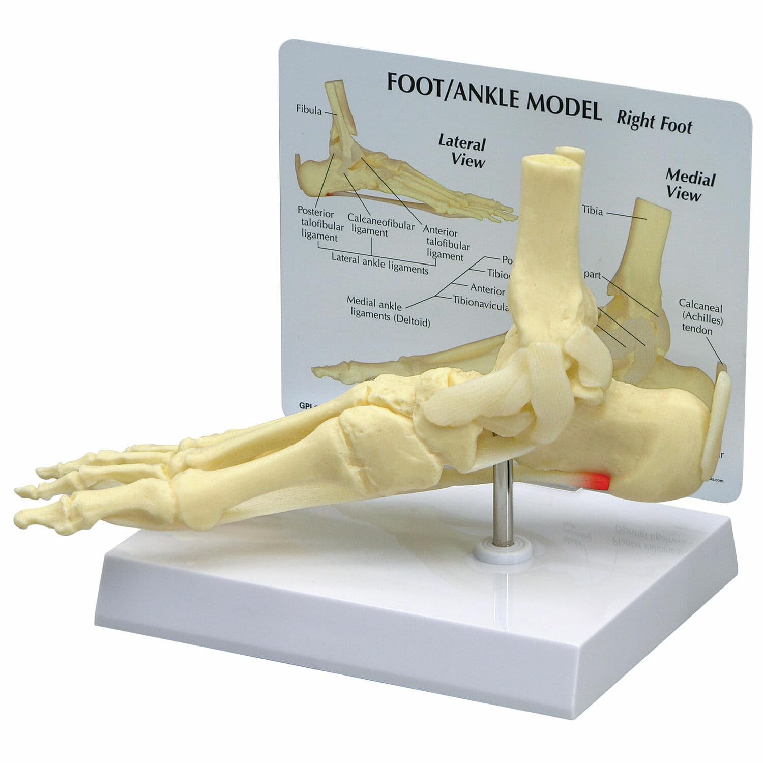 مدل استخوان پا و مچ پا GPI Anatomicals 1980