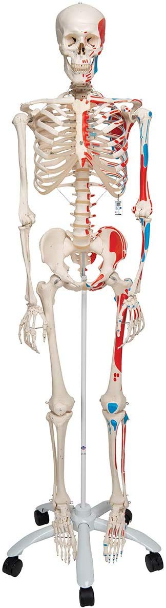 3B Scientific Anatomy Human Skeleton Max - با نمایش عضلات و شماره گذاری - اندازه واقعی، از جمله برنامه آناتومی رایگان - A11 به عنوان یک مدل یادگیری یا کمک آموزشی - 3B Smart Anatomy