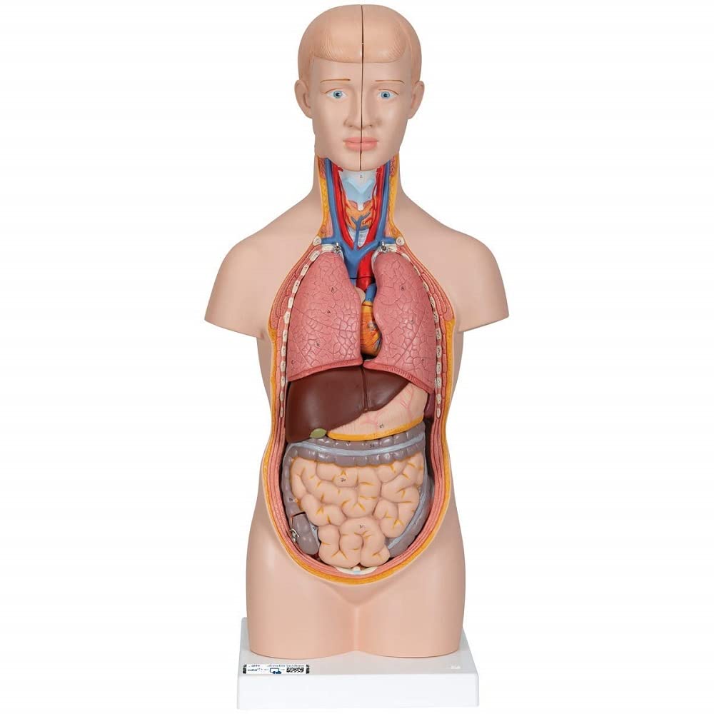 3B Scientific Human Anatomy - مینی تنه، 12 قطعه + برنامه رایگان آناتومی - 3B Smart Anatomy، B22